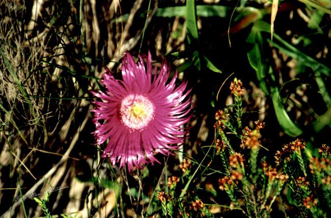 Fucia Swirl Fucia Swirl